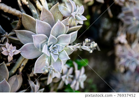 Echeveria silver light color, a beautiful plant like a sculpture 76937452