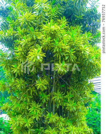 Royal Botanical garden Peradeniya. Sri Lanka 76937752