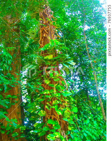 Royal Botanical garden Peradeniya. Sri Lanka 76937755