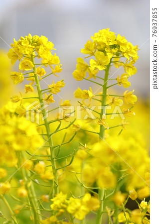 Beautiful yellow rape blossoms that bloom in the spring sunshine Beautiful yellow rape blossoms that bloom in the spring sunshine 76937855