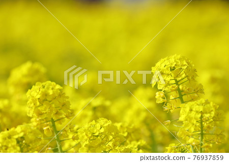 Beautiful yellow rape blossoms that bloom in the spring sunshine Beautiful yellow rape blossoms that bloom in the spring sunshine 76937859