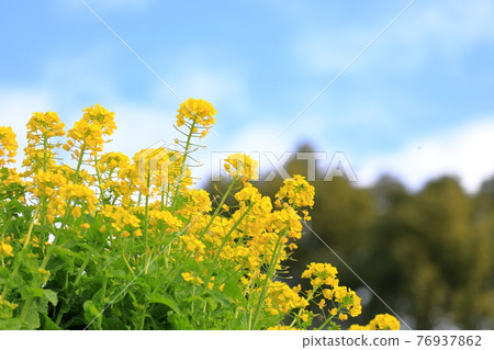 Beautiful yellow rape blossoms that bloom in the spring sunshine Beautiful yellow rape blossoms that bloom in the spring sunshine 76937862