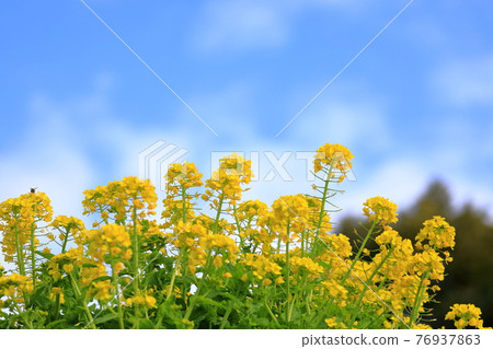 Beautiful yellow rape blossoms that bloom in the spring sunshine Beautiful yellow rape blossoms that bloom in the spring sunshine 76937863