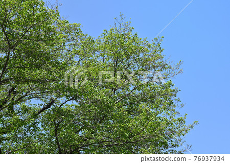 Fresh green and blue sky Fresh green and blue sky 76937934