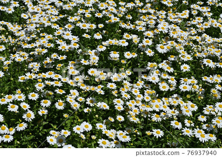 North pole North pole 76937940