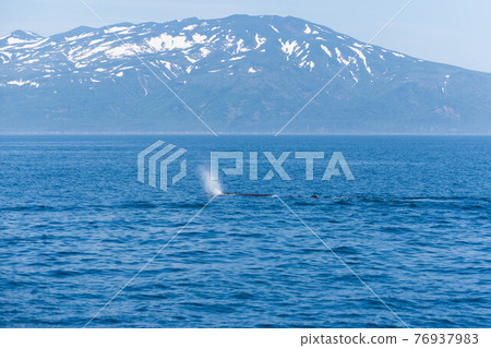 Shiretoko mountain range of remaining snow and squirting of sperm whales Shiretoko mountain range of remaining snow and squirting of sperm whales 76937983