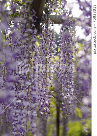 Wisteria flowers Wisteria flowers 76938012
