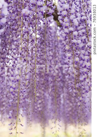 Wisteria flowers Wisteria flowers 76938013