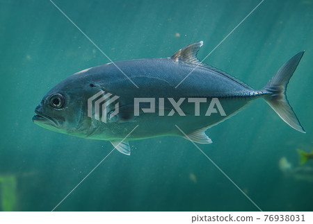 Live Jacks or Trevallies fish swimming. 76938031