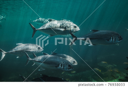 Live Jacks or Trevallies fish swimming. 76938033