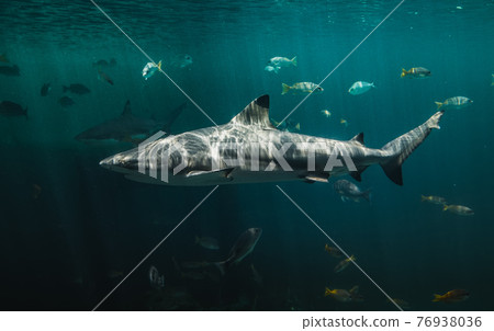 Blacktip reefs shark swimming in deep and dark green water. Blacktip reefs shark swimming in deep and dark green water. 76938036