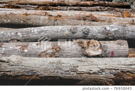Stacked Hopea odorata wood logs. Stacked Hopea odorata wood logs. 76938043