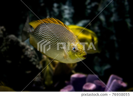 Live Java rabbit fish in water. 76938055