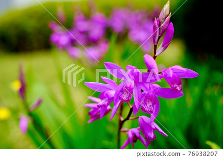 矽烷花（春季） 76938207