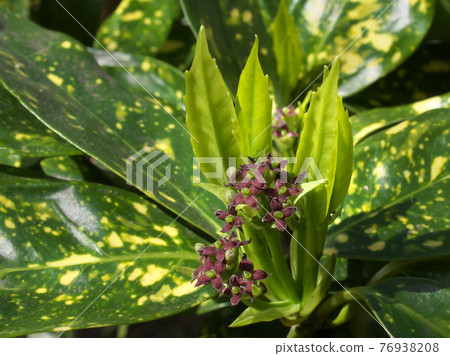 青木栽培品種“Filiaoki（有斑點的青木）”的雌花和嫩葉 76938208