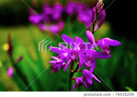 矽烷花（春季） 76938209