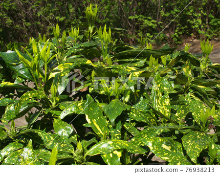 Breath of spring Filiaoki (Aoki with spots) with young leaves growing squishy 76938213