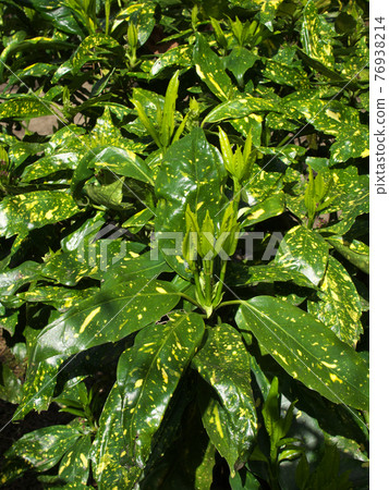 春天的氣息 Filiaoki（有斑點的青木），嫩葉長得鬆軟 76938214