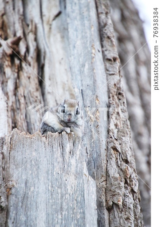 Flying squirrel vertical 3 76938384