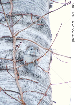 Flying squirrel vertical 7 Flying squirrel vertical 7 76938388