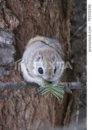 Flying squirrel vertical 15 Flying squirrel vertical 15 76938396