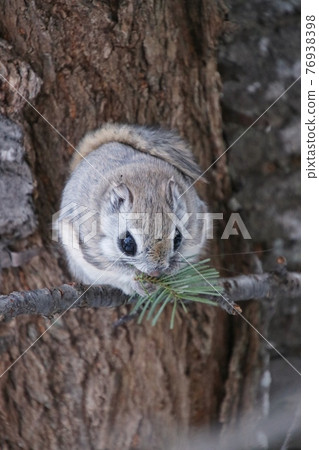 Flying squirrel vertical 17 76938398