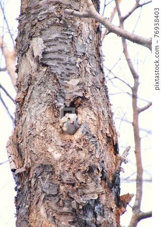 Flying squirrel vertical 22 76938403