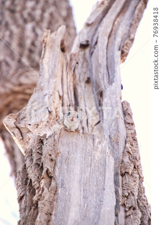 飛鼠立式31 飛鼠立式31 76938418