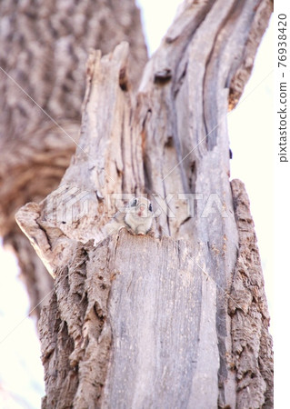 Flying squirrel vertical 32 Flying squirrel vertical 32 76938420