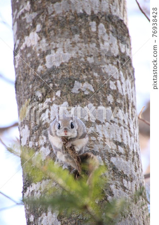 Flying squirrel vertical 39 76938428
