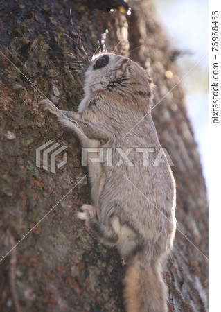 Flying squirrel vertical 64 76938453