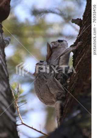 Flying squirrel vertical 67 76938456