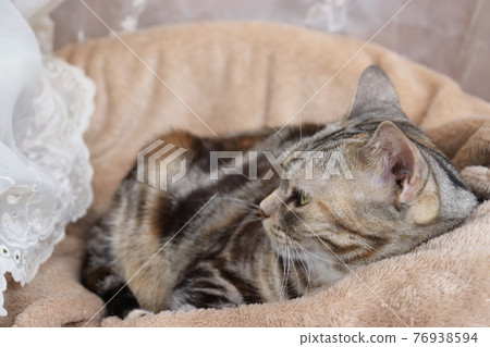Relaxing face cat with fluffy duvet American Shorthair Silver Patched Tabby 76938594