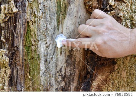 a hand with cream apply to the tree trunk skin is diseased, a sick tree and skin care healing concept 76938595