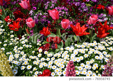 Flowerbed in Yamashita Park where colorful spring flowers bloom Flowerbed in Yamashita Park where colorful spring flowers bloom 76938745