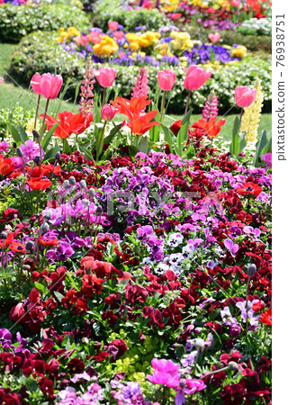 盛開五彩繽紛的春花的山下公園的花壇 76938751