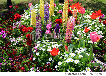 Flowerbed in Yamashita Park where colorful spring flowers bloom Flowerbed in Yamashita Park where colorful spring flowers bloom 76938786