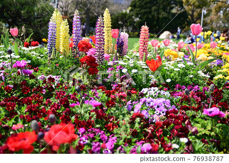 盛開五彩繽紛的春花的山下公園的花壇 照片素材 圖片 圖庫