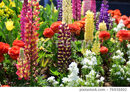 Flowerbed in Yamashita Park where colorful spring flowers bloom Flowerbed in Yamashita Park where colorful spring flowers bloom 76938802