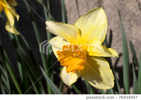 Yellow trumpet Daffodil Yellow trumpet Daffodil 76938947