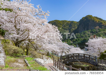 Sakura on the promenade in Imari Okawachi 76938954