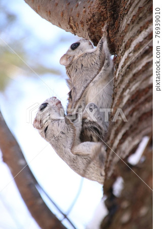 Flying squirrel vertical 129 76939010
