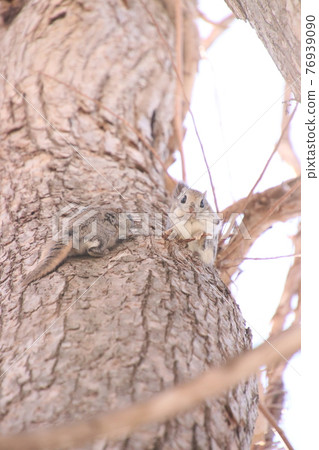 Flying squirrel vertical 193 Flying squirrel vertical 193 76939090