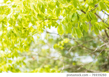 Scenery of green park in Shiga prefecture, fresh green, young, image, green leaves [April] 76939260
