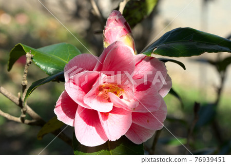 粉紅色的山茶花 76939451