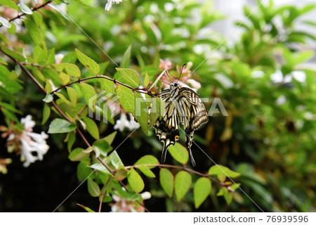 Swallowtail butterfly Swallowtail butterfly 76939596