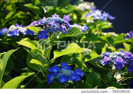 Hydrangea 76939608