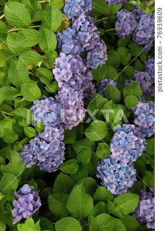 Hydrangea Hydrangea 76939609