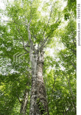 Fresh green of beech forest in the northern limit of Japan (Kuromatsunai Town) Fresh green of beech forest in the northern limit of Japan (Kuromatsunai Town) 76939738