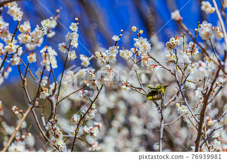 Plum blossom and white-eye Plum blossom and white-eye 76939981